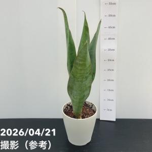 観葉植物 サンスベリア マッソニアーナ 5号陶器鉢 ブルー インテリア