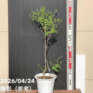 じゃばら 苗 【じゃばら】 3年生 接ぎ木 約1.0m 大苗 : 苗木の専門店