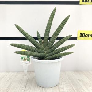 激レア！現品お届け】サイカス カイルンシアナ（ブルーソテツ）9号大鉢