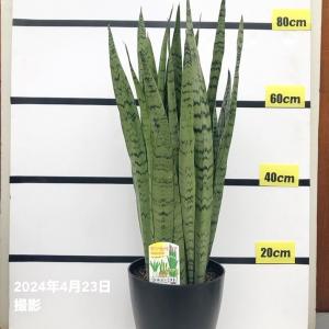 ムーンシャイン 5号 超希少 サンスベリア 観葉植物 空気清浄 : パリ