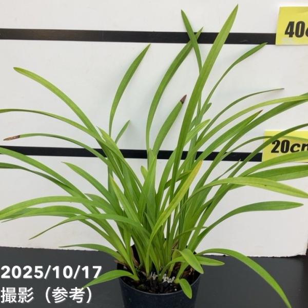 ＜開花見込み株＞キンリョウヘン 4号 （品種不明）｜ミツバチ蘭｜洋蘭10-TU