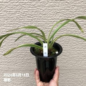 キンリョウヘン 4号 (若松) 来季開花見込み株 ｜洋蘭10-TU｜赤塚植物園ヤフー店