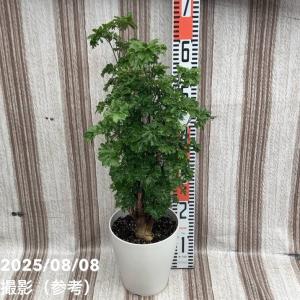 観葉植物：ポリシャス ロベル*7号セラアート鉢 受皿付 バークチップ