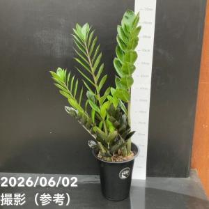 観葉植物 おしゃれ：オリーブの木 6号*SOUJU（創樹) マンザニロ 現品