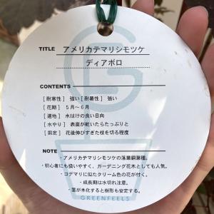 アメリカテマリシモツケ ディアボロ 6号|花木...の詳細画像4