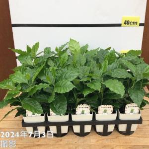 斑入り ショウナンゴムノキ 約H90cm 8号鉢 希少 観葉植物 : グリーン