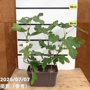 高田豊後（実梅）：果樹苗 : 日本花卉ガーデンセンターYahoo!店 - 通販