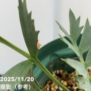 【激レア!現品お届け】エンセファラルトス ホリ...の詳細画像2