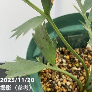 【激レア!現品お届け】エンセファラルトス ホリ...の詳細画像3