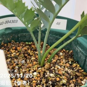 【激レア!現品お届け】エンセファラルトス ホリ...の詳細画像4