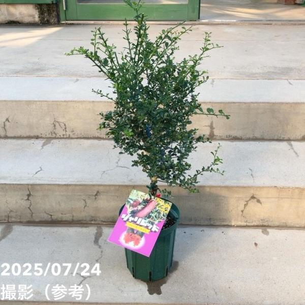 フィンガーライム 5号ロングスリット鉢 ジャリレッド｜柑橘｜果樹10-TU