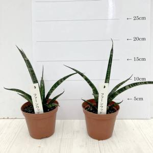 ユッカ 4号 ロストラータ サファイアスカイズ（Yucca rostrata