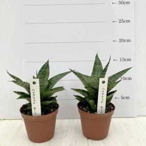 リューカデンドロン　デュリフ　2 リューカデンドロン デュリフ② | 沼ノ上農園