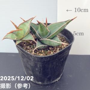 期間限定ストアポイント10倍！】【激レア！現品お届け】サンスベリア 6