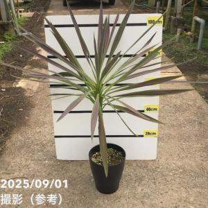 庭木 植木：コルジリネ・オーストラリス・チョコレートミント*チョコ