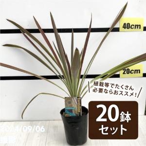 多肉植物：ユーフォルビア グロエネワルディ*幅14cm 現品 一品限り
