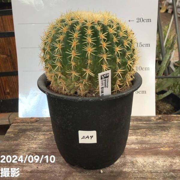 【現品お届け】エキノカクタス 鷲爪金鯱 Echinocactus grusonii 実生 5号（SA...