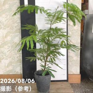 観葉植物 エバーフレッシュ（ネムノキ）6号鉢植え* : 園芸ネット
