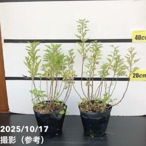 アガベ苗 2号×6株品種おまかせセット : 植物・園芸専門店 花育通販