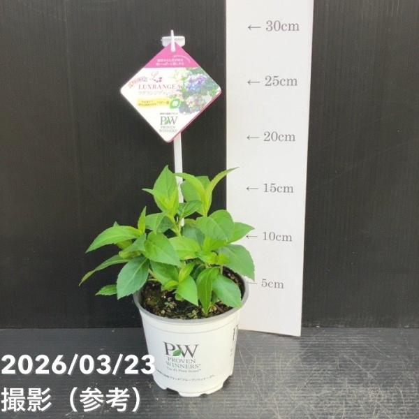 【春のP還元対象商品】PW ラグランジア オーロランジュ 3.5号｜花木10-TU