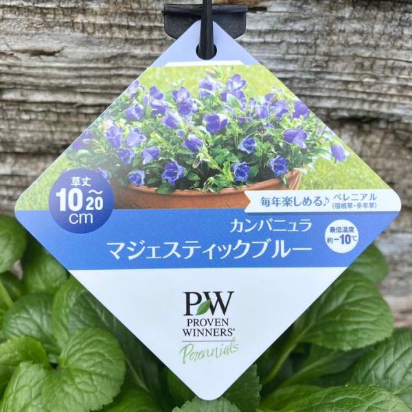 PW カンパニュラ マジェスティックブルー 11cmロングポット×2鉢セット｜草花04-PA