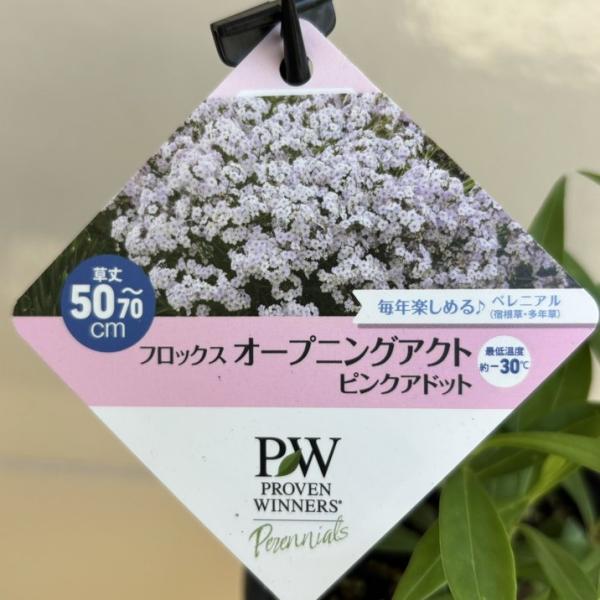 PW フロックス オープニングアクト ピンクアドット 11cmロングポット×2鉢セット｜草花04-P...