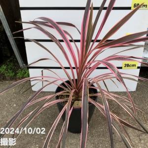 観葉植物 コルジリネ オーストラリス・ペコ 【観葉植物 8号鉢／1個売り