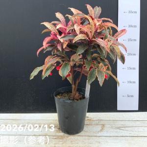 ユーフォルビア アクチノクラダ 2.5号｜観葉04-PA : 赤塚植物園ヤフー