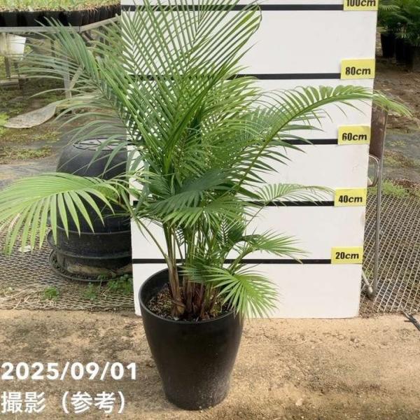 ラベニアヤシ 10号｜s200｜観葉01-D1