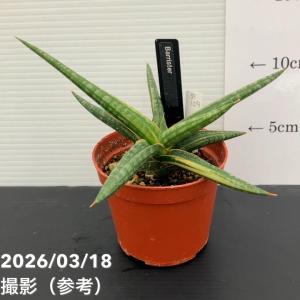 激レア！現品お届け】サンスベリア 6号 スノーホワイト（S179）｜観葉