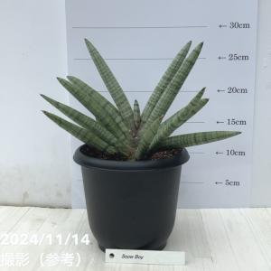 おしゃれ 観葉植物：リプサリス プニセオディスカス*5号 吊り鉢 プ