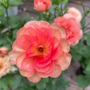 ラナンキュラス ランドセルシリーズ 3.5号 サラセレネ