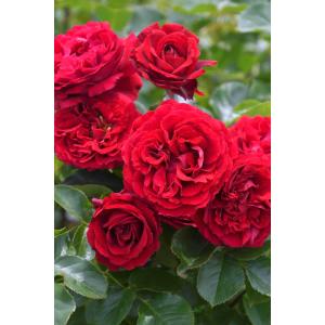 プランタジネット（バラ苗：ロサ・オリエンティス・プログレッシオ