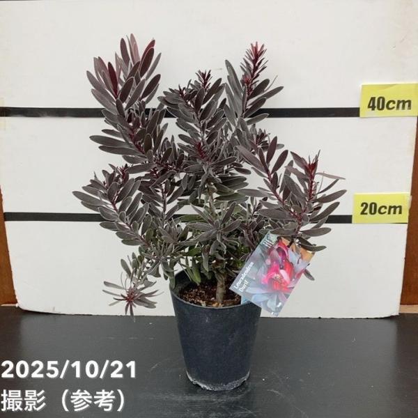 リューカデンドロン デュリフ 5号｜花木10-TU