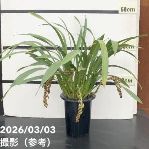 日本花キ流通 ミスマフェット 花芽2芽付き 4.5号鉢 送料無料