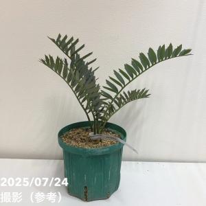 【激レア！現品お届け】エンセファラルトス アレナリウス（Enephalartos arenarius true blue Seedling）No33 6号スリット鉢 ｜観葉01-D1