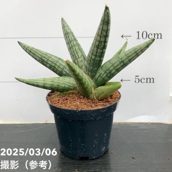 サンスベリア 3号角鉢 ヘリオスドワーフHelios Dwarf 6-7cmポット投げ込み仕様｜観葉...