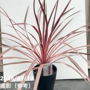 コルジリネ チャーリーボーイ 5号ポット苗 : 苗木部 花ひろば