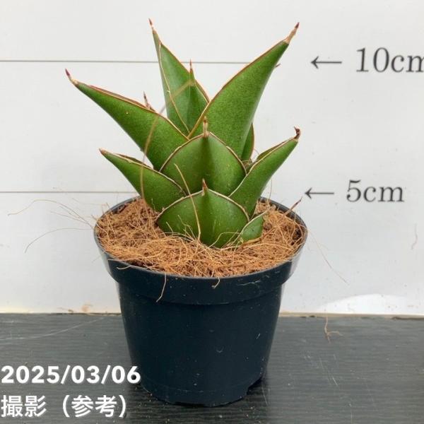 サンスベリア 3号角鉢 サムライコンパクタ Samurai Compacta 6-7cmポット投げ込...