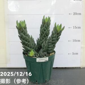 ハオルチア カルウィニー 九輪塔 3.5号｜観葉10-TU