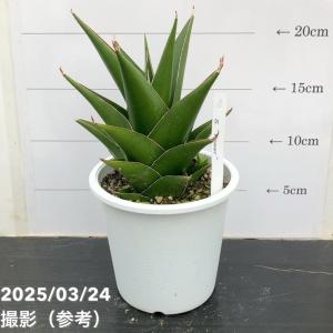 観葉植物：ドラセナ ゴールディアナ*ゴルディアーナ 5号 プラポット