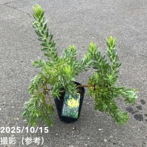 リュウカデンドロン デュリフ（鉢植え）リューカデンドロン : 日本花卉