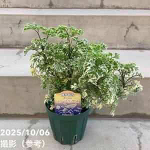 観葉植物 おしゃれ：ポリシャス バタフライ*プラポット : 遊恵盆栽