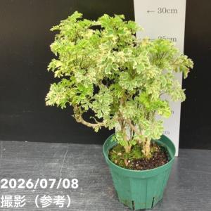 【30%OFFクーポン】斑入りポリシャス(ポリ...の詳細画像2