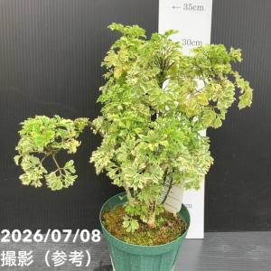 【30%OFFクーポン】斑入りポリシャス(ポリ...の詳細画像3