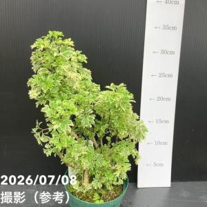 【30%OFFクーポン】斑入りポリシャス(ポリ...の詳細画像4