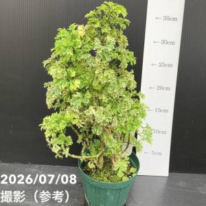 【30%OFFクーポン】斑入りポリシャス(ポリ...の詳細画像1
