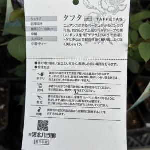 【決算P5倍!8/2まで】バラ新苗 タフタ 4...の詳細画像1