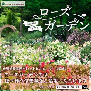 【決算P5倍!8/2まで】バラ新苗 タフタ 4...の詳細画像5