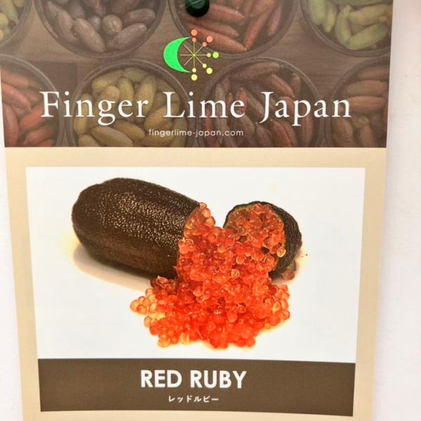 こるふぁーむ フィンガーライム 5号 レッドルビー（代引き不可）｜柑橘｜果樹10-CO